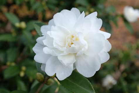 Fall's Magical Blooms: The Enchanting Camellias in Full Glory